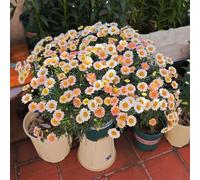 Corona imperiale,resistenti in vaso,meravigliosamente vivaci con decorazioni per balcone,ombra,vaso per lungo periodo di una,4bulbi