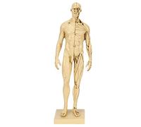 Corpo del Manichino, Manichino da Disegno del Corpo Umano in Resina, Modello Muscolare Umano Dell'artista con Articolazioni Flessibili, Modello Didattico di Anatomia del Corpo