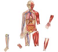 Corpo Umano Magnetico per Dimostrazioni - Modello Anatomico con 17 Magneti