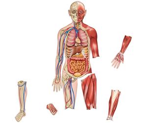 Corpo Umano Magnetico per Dimostrazioni - Modello Anatomico con 17 Magneti