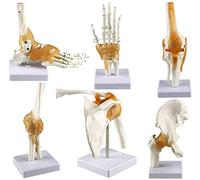 Corpo Umano Sei Principali Modelli articolari - Spalla Umana, Gomito, Anca, Ginocchio, Mano, Modelli di articolazione del Piede - Assistenza didattica scientifica di Anatomia
