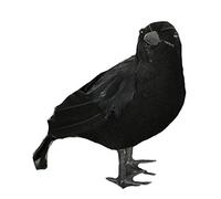 Corvo Nero