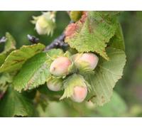 Corylus avellana - nocciolo (Vaso 18 cm) - 80-100cm