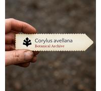 Corylus avellana SEEDS - - SEMI Nocciola | Avellana