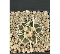 Coryphanta valida mkk 19/82 El amparo Vaso 7 Cm Su Propria Radice Cactus Raro
