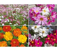 Cosmee 4 varietà - 2000 semi ciascuna - Cosmos bipinnatus & sulphureus COSMEA