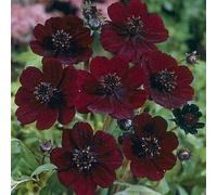 COSMOS atrosanguineus 'Black Magic' Chocolate Cosmos (5 Seeds) Seeds ONLY
