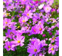 Cosmos balcone parterre di tagli interni esotici primavera copertura resistente riverdimento tetti semi biologici giardino 600pcs