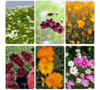 Cosmos Copertura resistente per ufficio balcone acquistare semi giardino decorazioni giardino esterni 200pcs