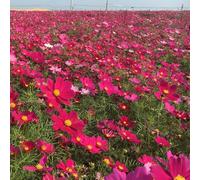 Cosmos di esotici Copertura resistente semi giardino decorazione 50pcs