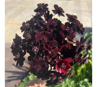 Cosmos giardino balcone decorazione primavera bonsái semi perenni Copertura perenne resistente semi giardino 10pcs