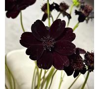 Cosmos giardino balcone semi da giardino Copertura perenne resistente semi selvatici selvatici scalatrici 130pcs