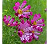 Cosmos giardino balcone semi di primavera Copertura perenne resistente giardino bonsái semi 80pcs