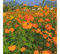 Cosmos ornamentali coperto semi di balcone primavera vaso semi d'appartamento esotiche 300pcs