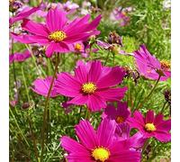 Cosmos per ufficio riverdimento tetti balcone primavera tagliati semi acquistare semi giardino interni Copertura 250pcs