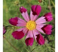 Cosmos primavera roccia resistente semi selvatici scalatrici resistenti semi giardino del balcone selvatici 80pcs