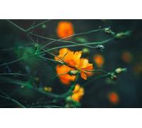 Cosmos - Puzzle per adulti da 7000 pezzi, gioco rompicapo rilassante, puzzle 14 anni+