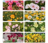 Cosmos selvatici di interni esotici primavera Copertura perenne resistente giardino semi 350pcs