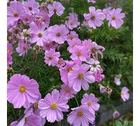 Cosmos semi di ornamentali giardino balcone primavera tetti verdi semi di selvatici balcone d'appartamento esotiche 600pcs