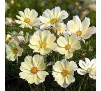 Cosmos semi di perenni semi selvatici roccia resistenti selvatici balcone giardino scalatrici resistenti 450pcs