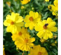 Cosmos tagliati scalatrici resistenti interni esotici semi giardino roccia resistenti decorazione selvatica Copertura 500pcs