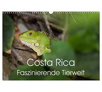 Costa Rica. Faszinierende Tierwelt (Wandkalender 2026 DIN A3 quer), CALVENDO Monatskalender: Eindrucksvolle Aufnahmen von der einzigartigen Tierwelt Costa Ricas