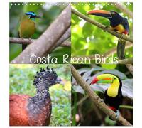 Costa Rican Birds (Wall Calendar 2026 12" x 24" / 30 x 60 cm (aperto) CALVENDO 12 Month Wall Calendar: Birds you can easily see at Costa Rica (CALVENDO Animals)