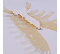 Costole toraciche con cartilagine costale, modello anatomico di scheletro umano delle costole toraciche, modello 1:1 dello umano for studio, didattica, ricerca