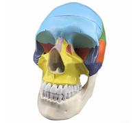 Costruzione educativa del PVC del modello del cranio umano con la struttura dettagliata dell'osso e la mascella mobile per gli studi anatomici