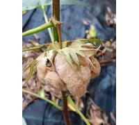 COTONE -2 VARIETA'-SEMI COTONE ACADIANO 10 SEMI COTONE BIANCO 10 SEMI | questa varietà produce capsule la cui bambagia nasce già con sfumature che vanno dal sabbia al marrone dorato.