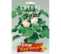 COTONE (Gossypium) (SEMI DA FIORE)