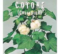COTONE (Gossypium) (SEMI DA FIORE)