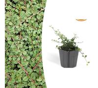 Cotoneaster pr. 'Regina dei tappeti' | 24 pezzi - 10-25cm - Ø9cm - Pianta da giardino
