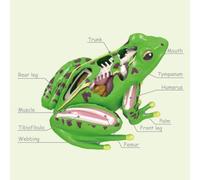 CoudarTitie Modello di Rana Set Didattico Biologia Anatomia Animale Kit Interattivo con Assemblaggio E Smontaggio in Plastica con Manuale Dettagliato Adatto per Lezioni Laboratorio Scienze
