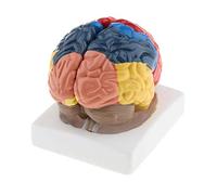 Courtieyeardceastea Modello anatomico realistico del cervello umano Assemblaggio manuale per l'insegnamento, Colorato, Lifesize, come descrizione