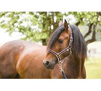Covalliero - Collare per Cavallo Collection F/S17 collari, Nightblue, Full.