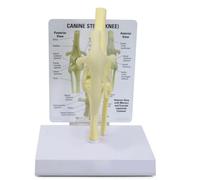 COYEUX Modello Anatomico Dellarticolazione del Ginocchio Canino, Modello di Scheletro Canino con Base Bianca Staccabile Ed Etichettata per La Didattica Veterinaria in Aula E La Ricerca Ortopedica.