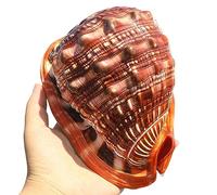 COYOUCO Conchiglie Naturali, Grandi Conchiglie oceaniche per Beach Theme Party Wedding Home Decor Artigianato Fai-da-Te Fish Tank e Collezionisti di Conchiglie,B