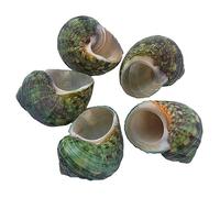 COYOUCO Gusci di Granchio eremita Granchio eremita fornisce Granchio eremita Sostituzione Speciale Guscio Conchiglia Naturale per Fai-da-Te Acquario Acquario Decorazione,Verde,M