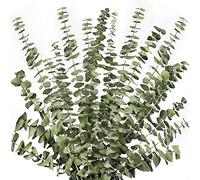 Cpolebev 12 Pezzi di Rami di Eucalipto Essiccati Steli, 17 Pollici 100% Foglie di Eucalipto Vive Naturali Reali Decorazioni Vegetali Vegetali