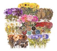 Cpolebev 320 Pezzi A Tema Fiore Pressato Set Fiori Secchi In Resina Decalcomanie per Diario Floreale Multicolore