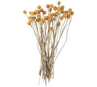 Cpolebev 40 Pezzi Fiori Secchi di Craspedia Fiori Secchi con Palline, Bouquet di Fiori Secchi per Decorazioni per La Casa di Nozze