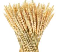 Cpolebev Confezione da 100 Pezzi di Fiori Secchi di Spiga di Grano Naturale, Decorazioni per La Casa, Tavolo, Matrimonio, Decorazione Autunnale, Bouquet di Piante
