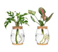 Cpolebev Set di 2 Pezzi di Terrario per Piante da Desktop con Vassoio e Coperchio in Legno per la Propagazione