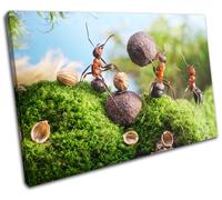 Cracking Nuts Humour SINGLE TELA parete arte foto stampa