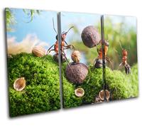 Cracking Nuts Humour TREBLE TELA parete arte foto stampa