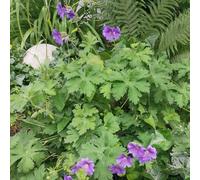 Cranesbill - Geranium wilfordii giardino interno balcone primi ufficio scalapante semi selvatico balcone parterre 400pcs