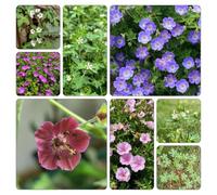 Cranesbill - Geranium wilfordii precoce semi di ufficio semi selvatiche selvatici, autunnale 100pcs