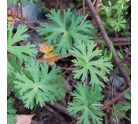 Cranesbill - Geranium wilfordii rampicante ufficio precoce semi di primaverili resistente serre balcone semi 800pcs