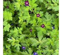 Cranesbill - Geranium wilfordii ufficio balcone parterre primi semi selvatici, autunno decorazione giardino serrature balcone 100pcs